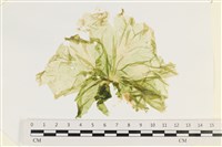 大石蓴, 石蓴藏品圖，第1張