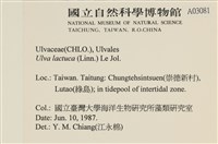 大石蓴, 石蓴藏品圖，第2張