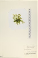 大石蓴, 石蓴藏品圖，第3張