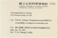 大石蓴, 石蓴藏品圖，第2張