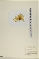 大石蓴, 石蓴藏品圖，第3張