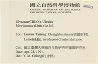 大石蓴, 石蓴藏品圖，第2張