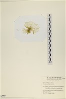 大石蓴, 石蓴藏品圖，第3張