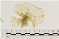 大石蓴, 石蓴藏品圖，第1張