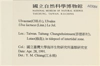 大石蓴, 石蓴藏品圖，第2張