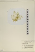 大石蓴, 石蓴藏品圖，第3張