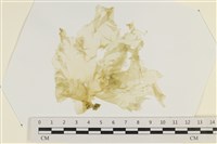 大石蓴, 石蓴藏品圖，第1張