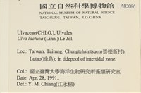 大石蓴, 石蓴藏品圖，第2張