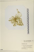 大石蓴, 石蓴藏品圖，第1張