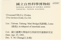 大石蓴, 石蓴藏品圖，第2張