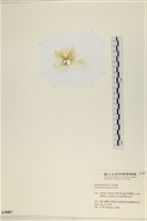 大石蓴, 石蓴藏品圖，第3張