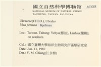 石蓴藏品圖，第2張