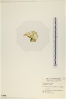 石蓴藏品圖，第3張