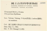 石蓴藏品圖，第2張