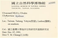 石蓴藏品圖，第2張