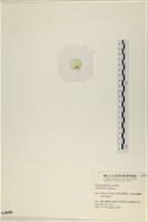 石蓴藏品圖，第3張