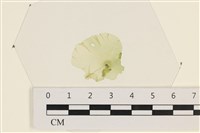 石蓴藏品圖，第1張