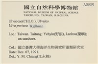 石蓴藏品圖，第2張