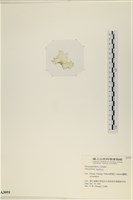 石蓴藏品圖，第3張