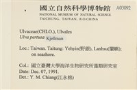 石蓴藏品圖，第2張