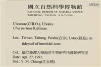 石蓴藏品圖，第2張