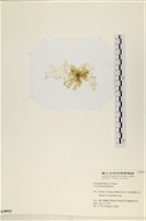 石蓴藏品圖，第3張