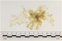 石蓴藏品圖，第1張