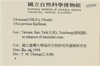 石蓴藏品圖，第2張