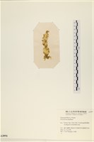 石蓴藏品圖，第3張