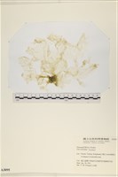 網石蓴藏品圖，第1張