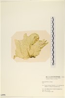 登錄號:A00003096藏品圖，第3張