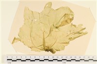 登錄號:A00003096藏品圖，第1張