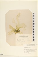 登錄號:A00003098藏品圖，第1張