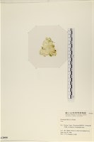 登錄號:A00003099藏品圖，第3張