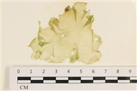 登錄號:A00003099藏品圖，第1張