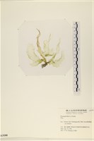 登錄號:A00003100藏品圖，第3張