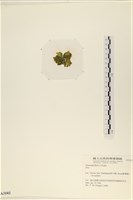 登錄號:A00003102藏品圖，第3張