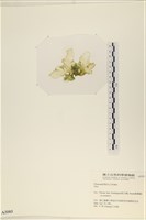 登錄號:A00003103藏品圖，第1張