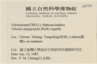 法囊藻藏品圖，第2張