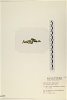 法囊藻藏品圖，第3張