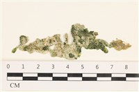 法囊藻藏品圖，第1張