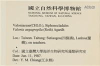 法囊藻藏品圖，第2張