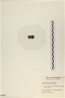 法囊藻藏品圖，第3張