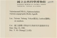 法囊藻藏品圖，第2張