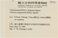 法囊藻藏品圖，第2張