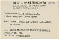 法囊藻藏品圖，第2張