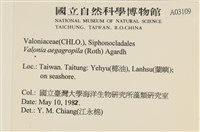 法囊藻藏品圖，第2張