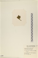 法囊藻藏品圖，第3張