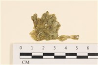 法囊藻藏品圖，第1張