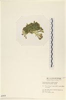 法囊藻藏品圖，第3張